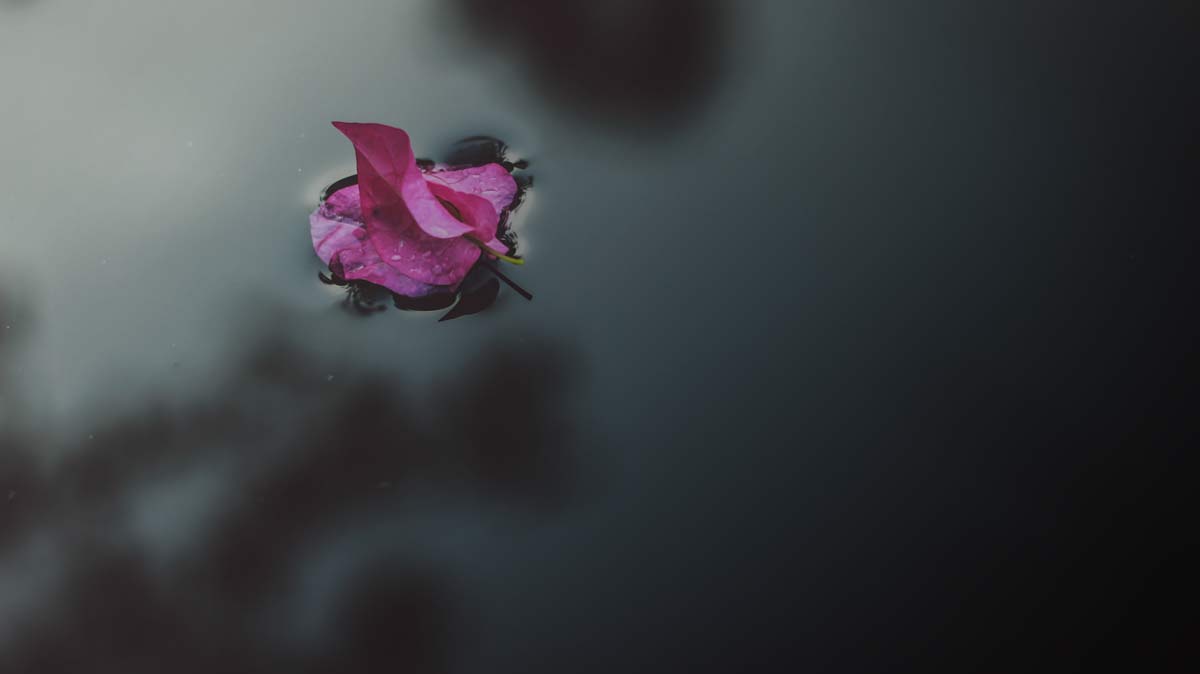 Blätter auf der Wasseroberfläche