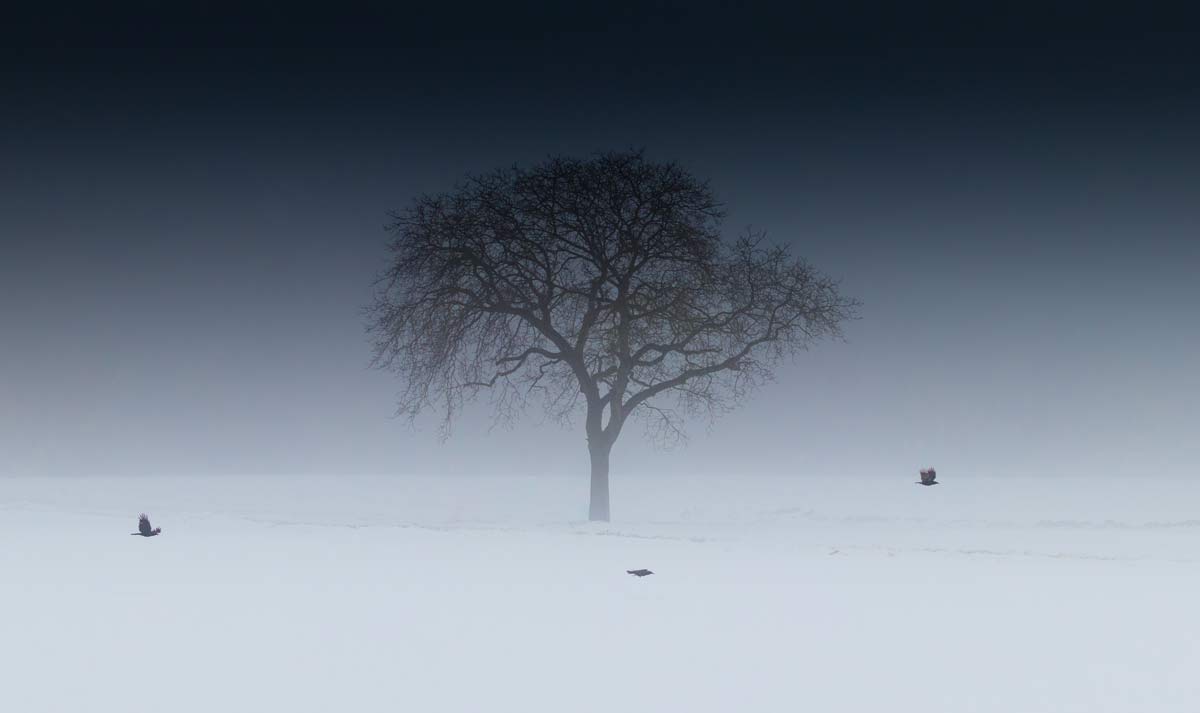 Baum im Nebel