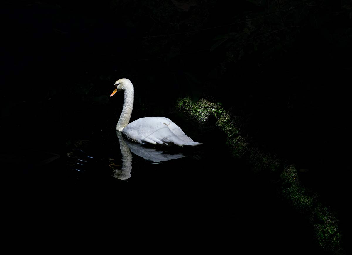 Schwan auf dunklem Wasser