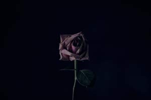 Rose im Dunkeln