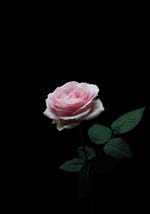 Einzelne Rose auf dunklem Hintergrund